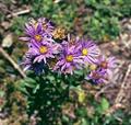 Aster amellus